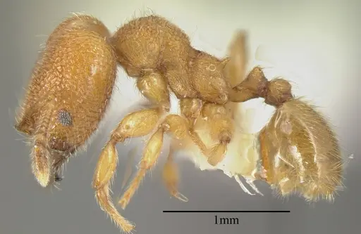 Pheidole bicornis specimen INBIOCRI001281880 image inbiocri001281880_2