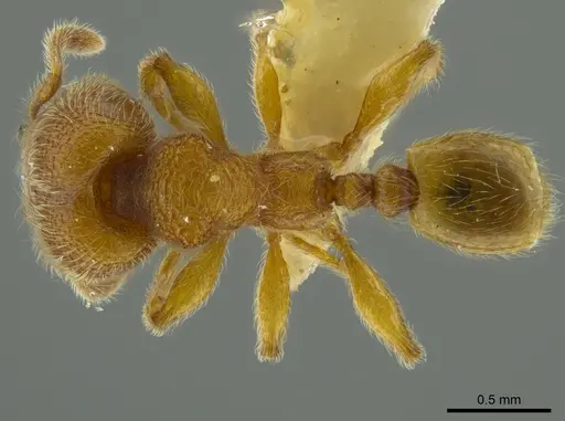 Pheidole bicornis specimen INBIOCRI001281881 image inbiocri001281881_1