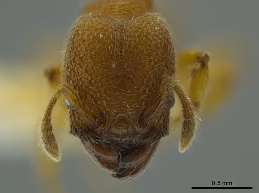 Pheidole bicornis specimen INBIOCRI001281881 image inbiocri001281881_2