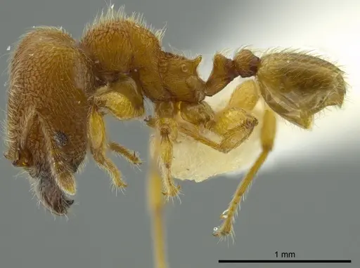 Pheidole bicornis specimen INBIOCRI001281881 image inbiocri001281881_3