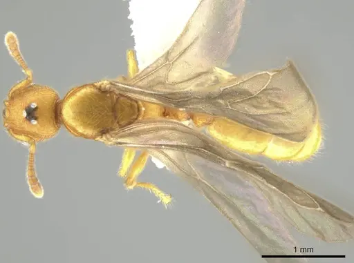 Pheidole bicornisculpta specimen CASENT0637203 image casent0637203_1