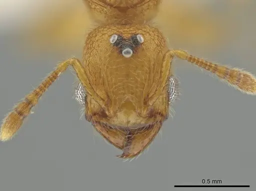 Pheidole bicornisculpta specimen CASENT0637203 image casent0637203_2