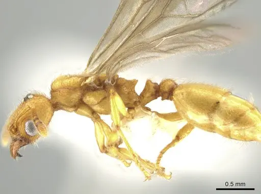 Pheidole bicornisculpta specimen CASENT0637203 image casent0637203_3