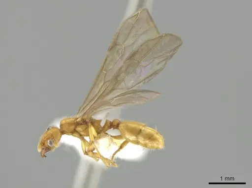 Pheidole bicornisculpta specimen CASENT0637203 image casent0637203_4