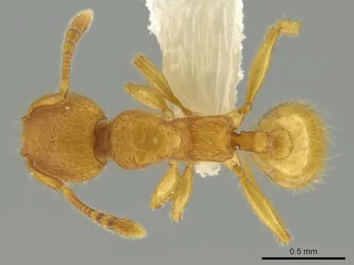 Pheidole bicornisculpta specimen CASENT0637204 image casent0637204_1