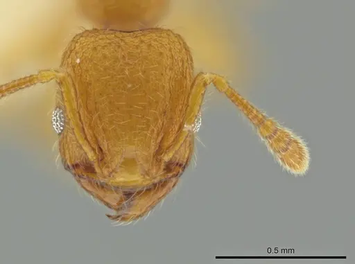 Pheidole bicornisculpta specimen CASENT0637204 image casent0637204_2