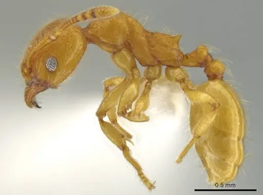 Pheidole bicornisculpta specimen CASENT0637204 image casent0637204_3
