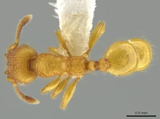 Pheidole bicornisculpta specimen CASENT0637206 image casent0637206_1