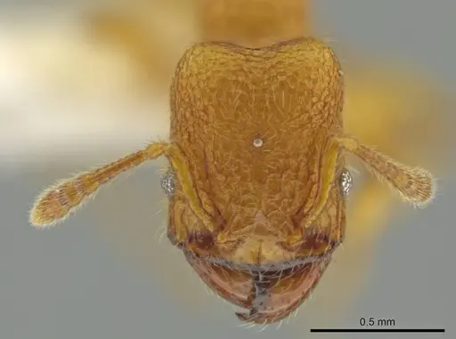Pheidole bicornisculpta specimen CASENT0637206 image casent0637206_2