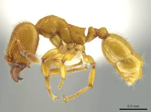 Pheidole bicornisculpta specimen CASENT0637206 image casent0637206_3