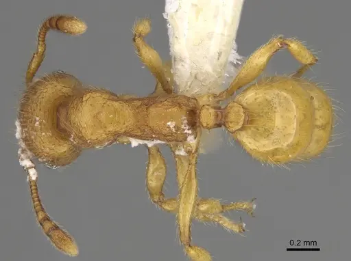 Pheidole bicornisculpta specimen CASENT0646426 image casent0646426_1