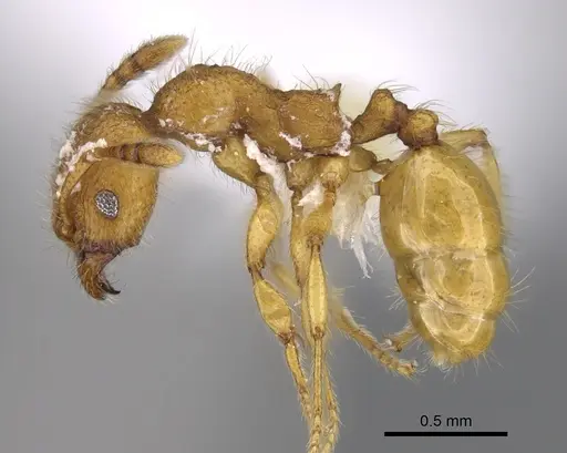 Pheidole bicornisculpta specimen CASENT0646426 image casent0646426_3