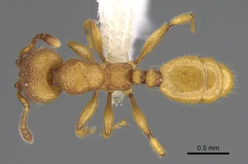 Pheidole bicornisculpta specimen CASENT0646431 image casent0646431_1