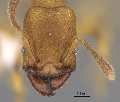 Pheidole bicornisculpta specimen CASENT0646431 image casent0646431_2