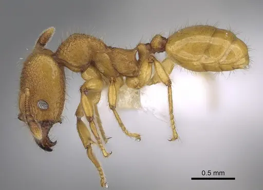 Pheidole bicornisculpta specimen CASENT0646431 image casent0646431_3