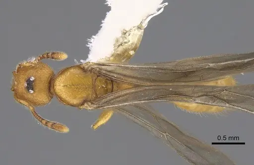 Pheidole bicornisculpta specimen CASENT0646436 image casent0646436_1