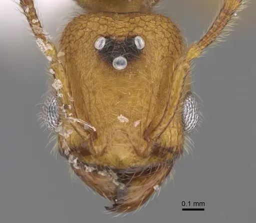 Pheidole bicornisculpta specimen CASENT0646436 image casent0646436_2