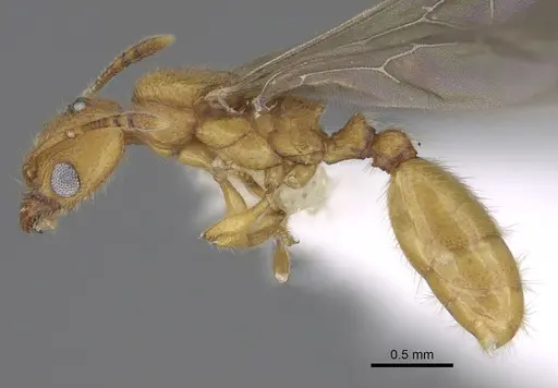 Pheidole bicornisculpta specimen CASENT0646436 image casent0646436_3