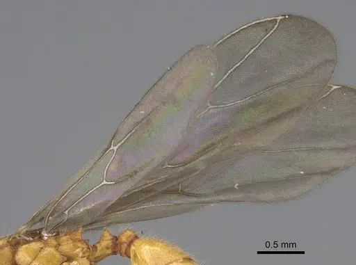Pheidole bicornisculpta specimen CASENT0646436 image casent0646436_4
