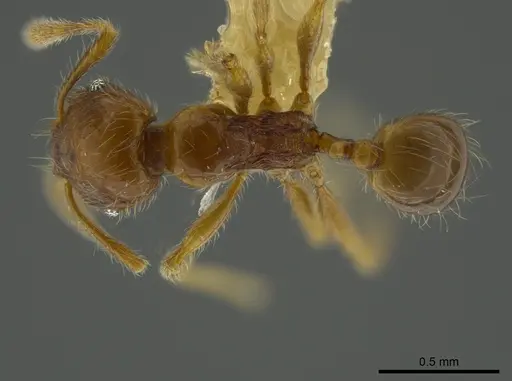Pheidole bidens specimen CASENT0625440 image casent0625440_1