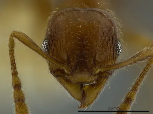 Pheidole bidens specimen CASENT0625440 image casent0625440_2