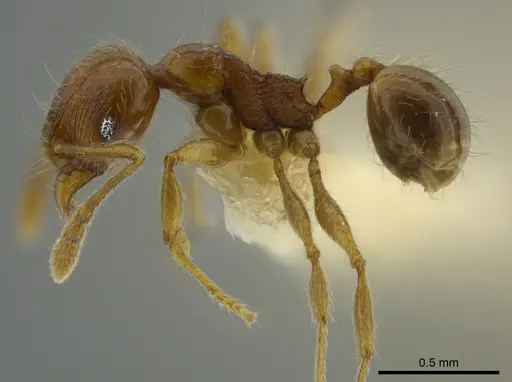Pheidole bidens specimen CASENT0625440 image casent0625440_3