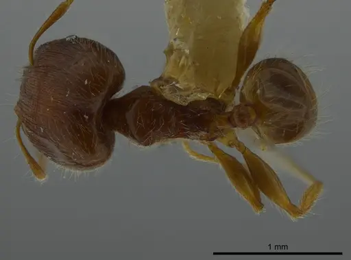 Pheidole bidens specimen JTLC000016327 image jtlc000016327_1