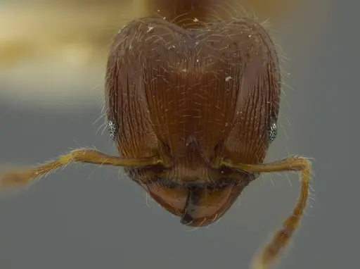 Pheidole bidens specimen JTLC000016327 image jtlc000016327_2