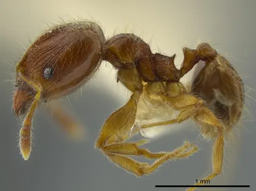 Pheidole bidens specimen JTLC000016327 image jtlc000016327_3
