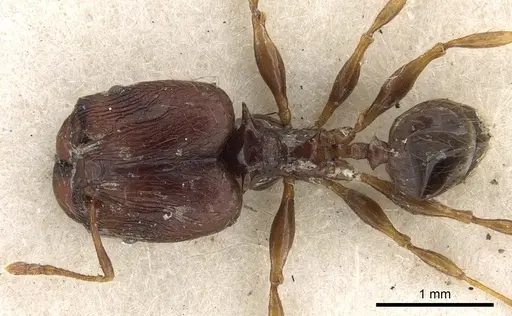 Pheidole bifurca specimen CASENT0901318 image casent0901318_1