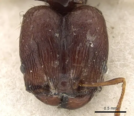 Pheidole bifurca specimen CASENT0901318 image casent0901318_2