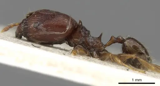 Pheidole bifurca specimen CASENT0901318 image casent0901318_3