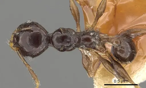 Pheidole bifurca specimen CASENT0901319 image casent0901319_1