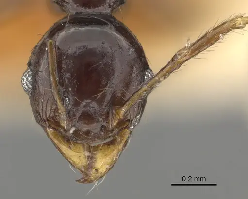 Pheidole bifurca specimen CASENT0901319 image casent0901319_2