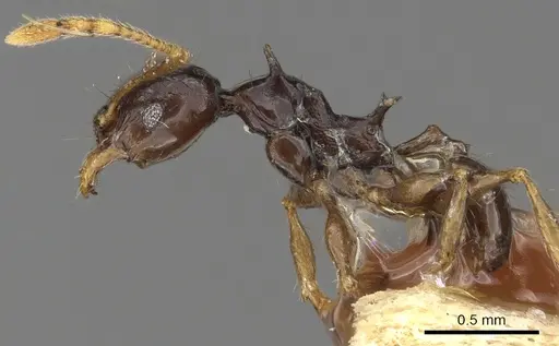 Pheidole bifurca specimen CASENT0901319 image casent0901319_3