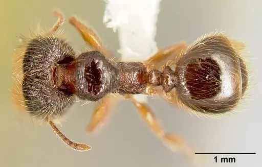 Pheidole bigote specimen CASENT0603300 image casent0603300_1