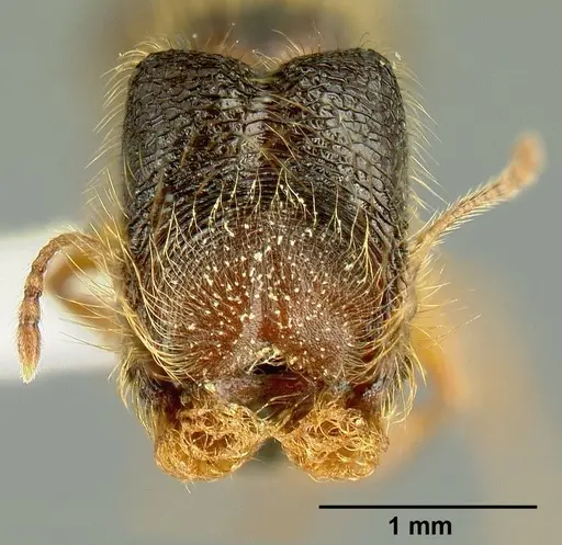 Pheidole bigote specimen CASENT0603300 image casent0603300_2
