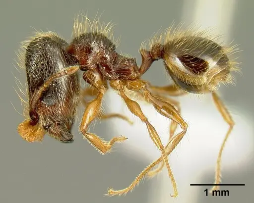 Pheidole bigote specimen CASENT0603300 image casent0603300_3