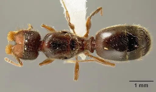 Pheidole bigote specimen CASENT0603302 image casent0603302_1