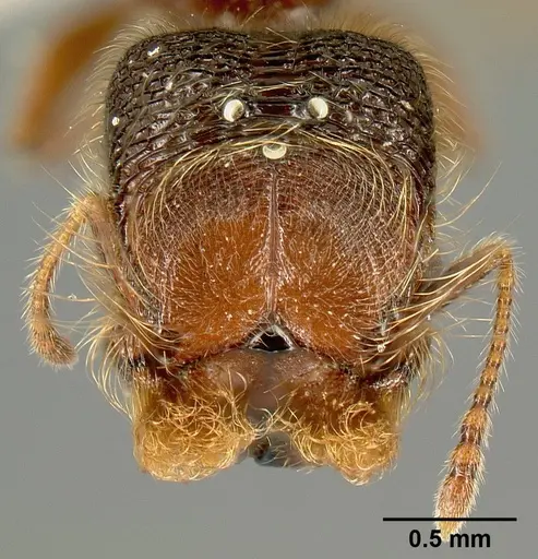 Pheidole bigote specimen CASENT0603302 image casent0603302_2