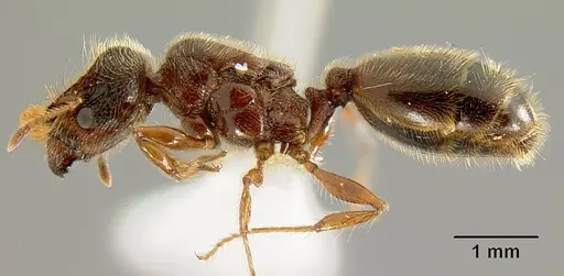 Pheidole bigote specimen CASENT0603302 image casent0603302_3