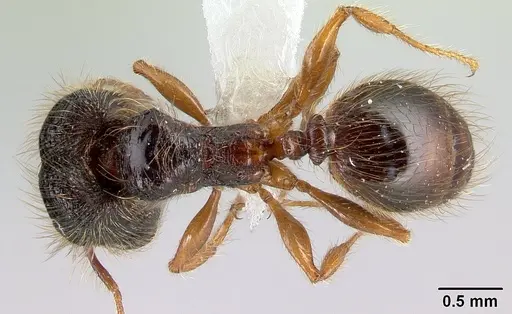 Pheidole bigote specimen CASENT0608810 image casent0608810_1