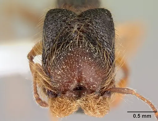 Pheidole bigote specimen CASENT0608810 image casent0608810_2