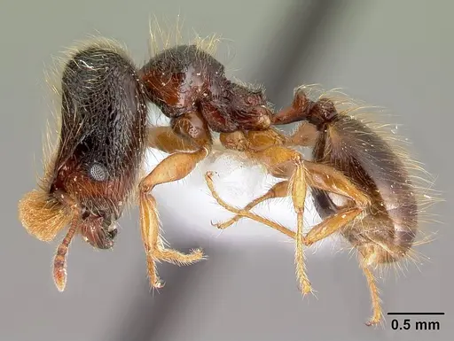 Pheidole bigote specimen CASENT0608810 image casent0608810_3