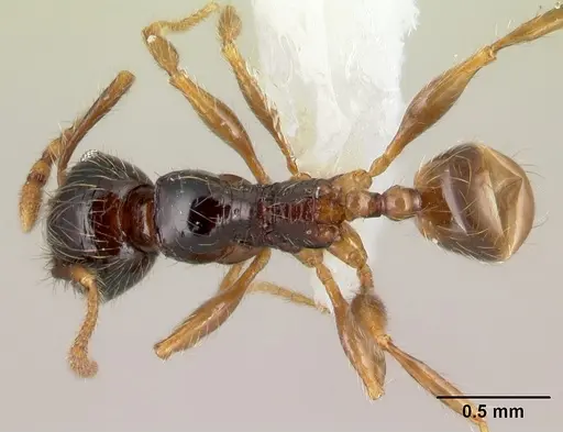 Pheidole bigote specimen CASENT0608824 image casent0608824_1