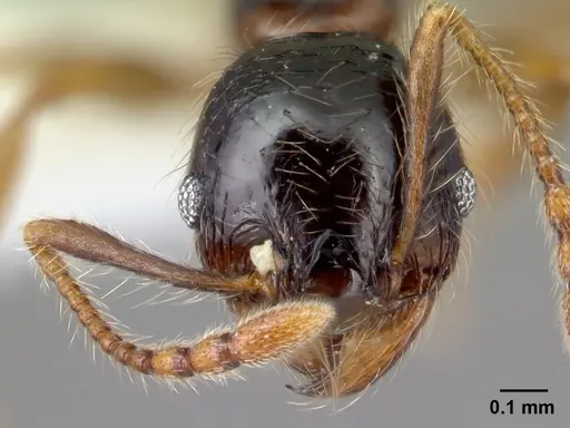 Pheidole bigote specimen CASENT0608824 image casent0608824_2