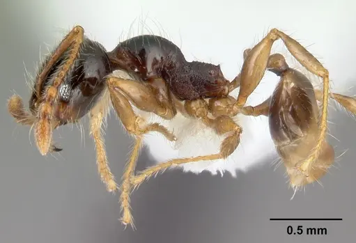Pheidole bigote specimen CASENT0608824 image casent0608824_3
