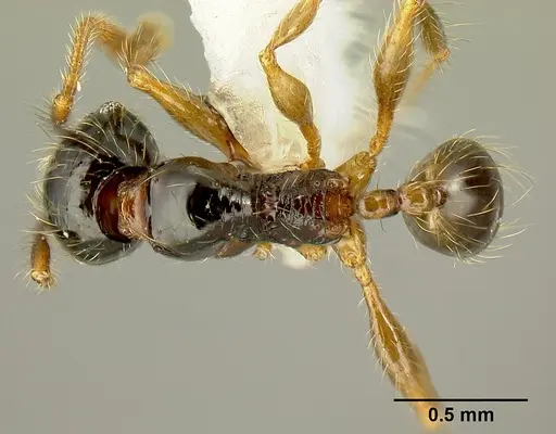 Pheidole bigote specimen JTLC000014969 image jtlc000014969_1
