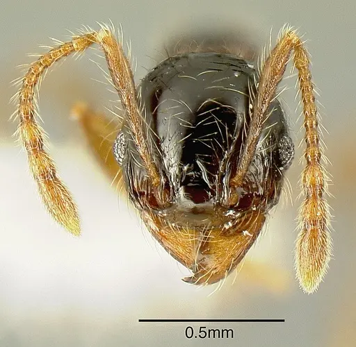 Pheidole bigote specimen JTLC000014969 image jtlc000014969_2