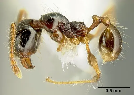 Pheidole bigote specimen JTLC000014969 image jtlc000014969_3